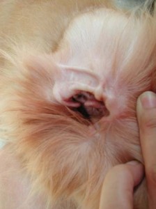 1380945286-3507459978