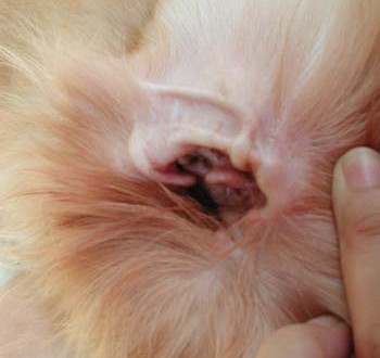 1380945286-3507459978