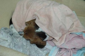 1380945347-3545833332