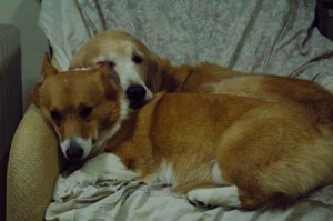 1380945350-3479920374