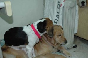 1380945354-446643684