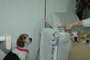 1380945354-709467883