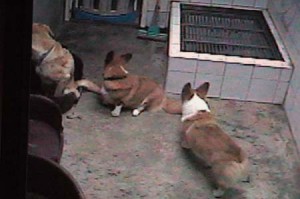 1380945366-2469243685