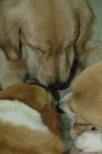 1380945381-4038446631