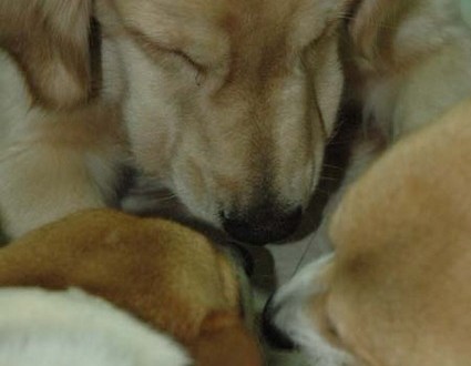 1380945381-4038446631