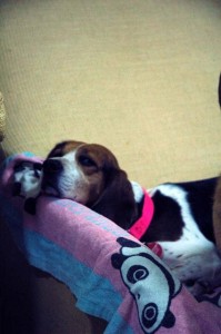 1380945395-2960621329