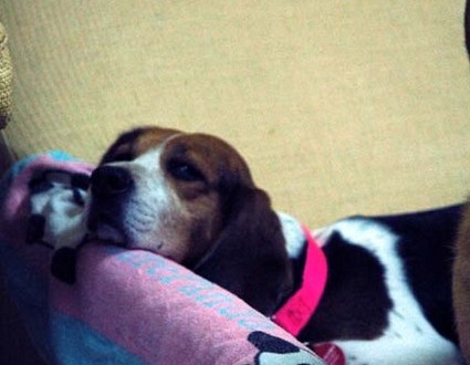 1380945395-2960621329