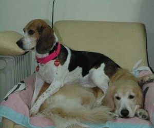 1380945397-1452328362