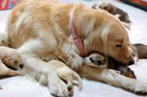 1380945409-1377227478