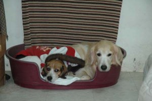 1380945413-935159393