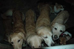 1380945426-1179278911