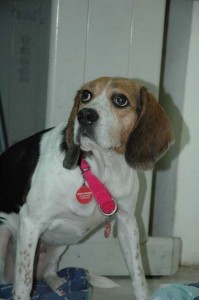 1380945434-1670827828