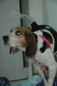 1380945434-4182136666