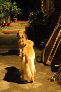 1380945438-3560354254