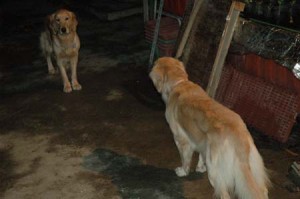 1380945439-1489755302