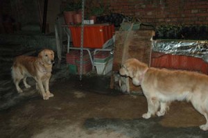 1380945439-1929262233