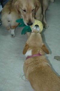 1380945445-1228158031