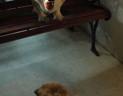 1380945453-2213386989