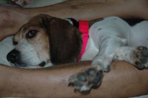 1380945459-3306065528