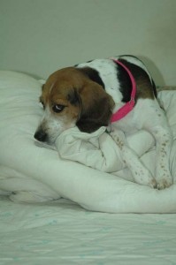 1380945460-1735683787