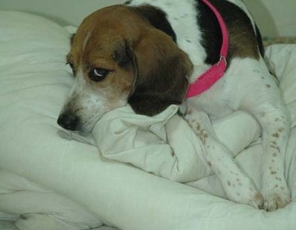 1380945460-1735683787