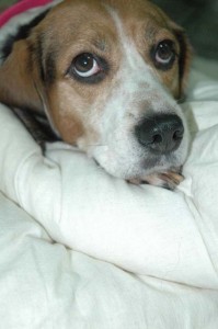 1380945460-1924756793