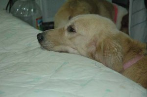 1380945461-1808918575