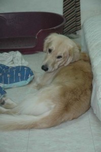 1380945462-1820011147