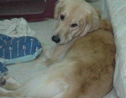 1380945462-1820011147