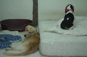 1380945462-235896748