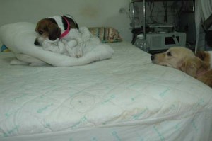 1380945462-905901701