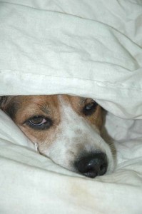 1380945465-4018096583