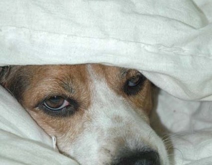 1380945465-4018096583