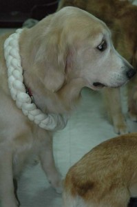 1380945470-1768798451