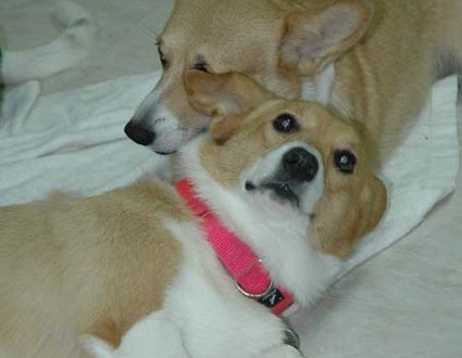 1380945477-3408467545