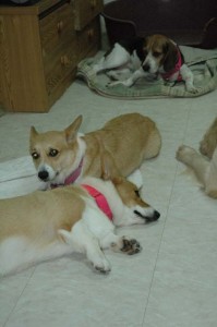 1380945477-727039338