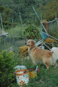 1380945484-3387802722