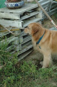 1380945486-3984508695