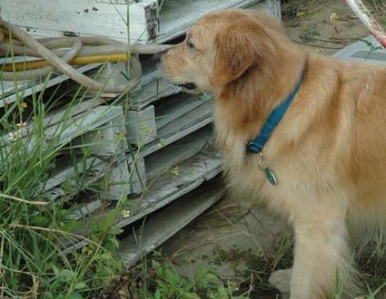 1380945486-3984508695