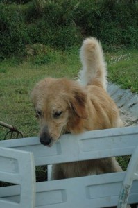 1380945486-4220822971