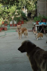 1380945492-1921282855