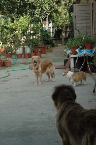 1380945492-1984910462