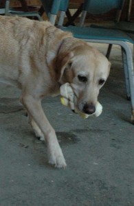 1380945496-2222833155