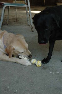 1380945499-2873909239