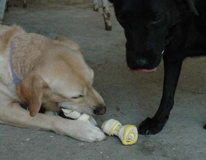 1380945499-2873909239