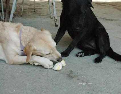 1380945503-3706734607