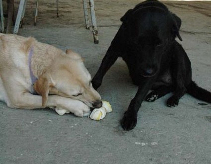 1380945504-2775978317