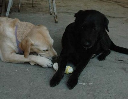 1380945504-3634726418