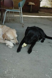 1380945505-1787837638