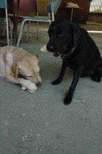 1380945505-3996714493